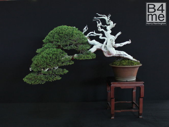 yew bonsai